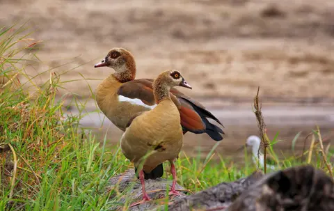 Botswana_Drotzkys_031.jpg