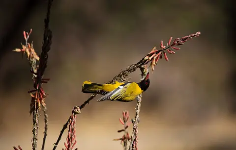 Botswana_Drotzkys_038.jpg