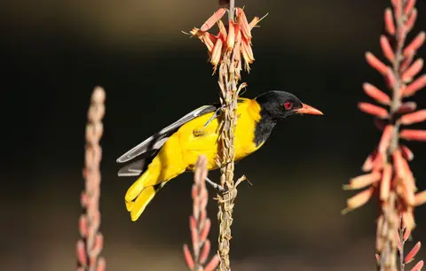 Botswana_Drotzkys_043.jpg