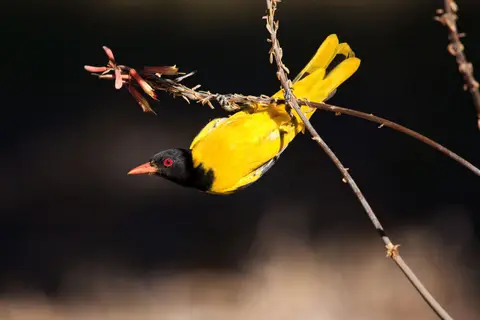 Botswana_Drotzkys_044.jpg