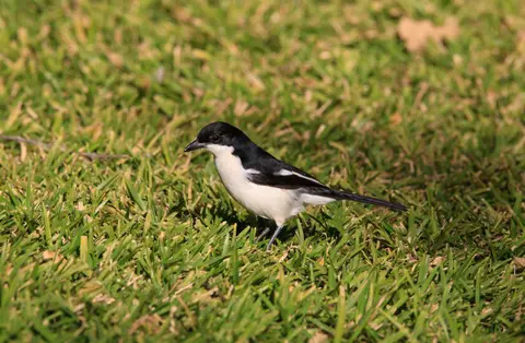Botswana_Drotzkys_049.jpg