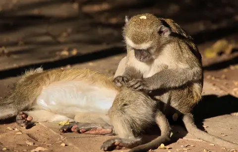 Botswana_Drotzkys_052.jpg