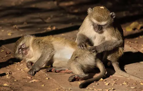 Botswana_Drotzkys_053.jpg