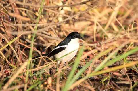 Botswana_Drotzkys_059.jpg
