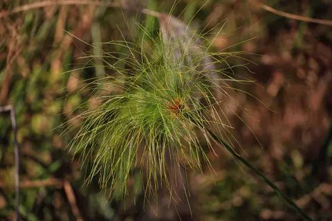 Botswana_Drotzkys_062.jpg
