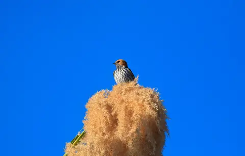 Botswana_Drotzkys_065.jpg