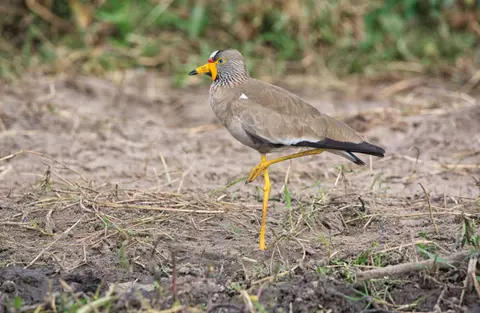 Botswana_Drotzkys_073.jpg