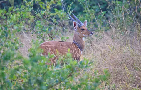 Botswana_Drotzkys_074.jpg