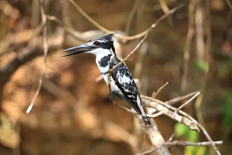 Botswana_Drotzkys_081.jpg