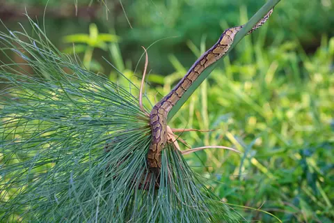 Botswana_Drotzkys_107.jpg