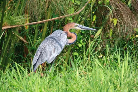Botswana_Drotzkys_113.jpg