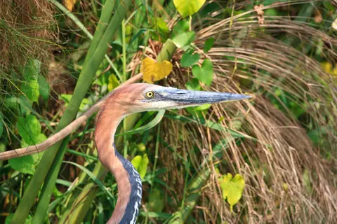 Botswana_Drotzkys_115.jpg