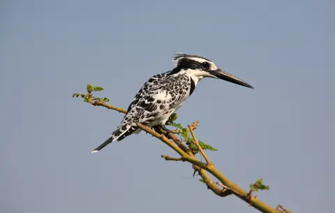 Botswana_Drotzkys_116.jpg