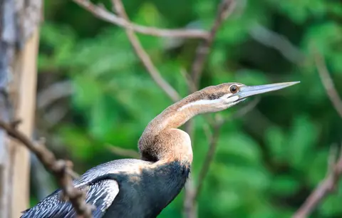 Botswana_Drotzkys_121.jpg