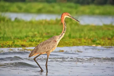 Botswana_Drotzkys_134.jpg