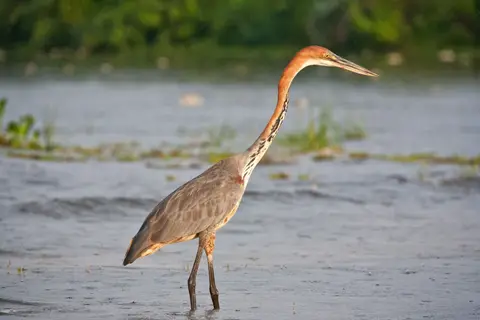 Botswana_Drotzkys_135-2.jpg