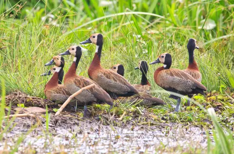 Botswana_Drotzkys_140.jpg