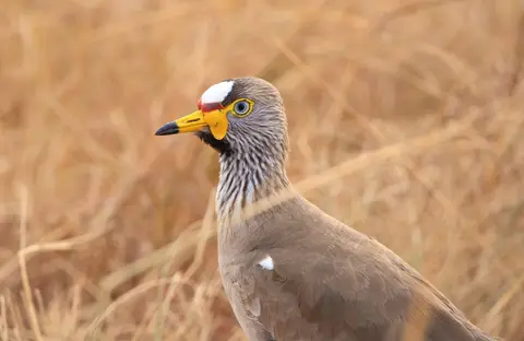 Botswana_Drotzkys_161.jpg