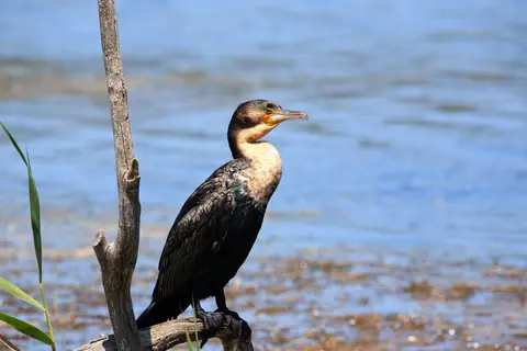 Botswana_Drotzkys_166.jpg