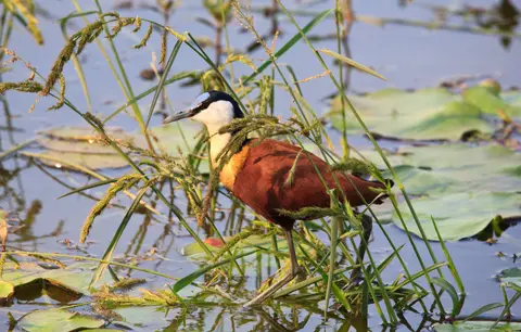 Botswana_Drotzkys_174.jpg