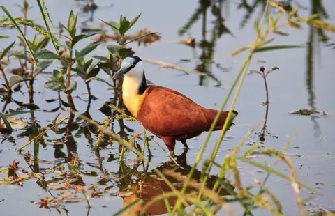 Botswana_Drotzkys_176.jpg
