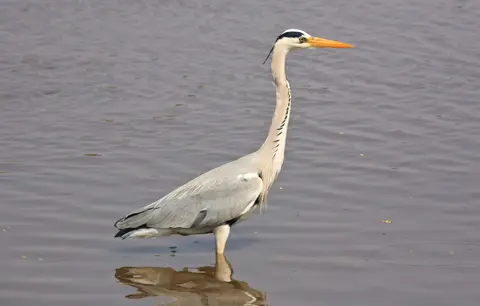 Botswana_Drotzkys_177.jpg