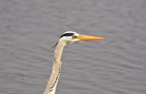 Botswana_Drotzkys_178.jpg