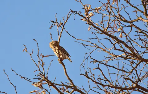 Botswana_Drotzkys_185.jpg