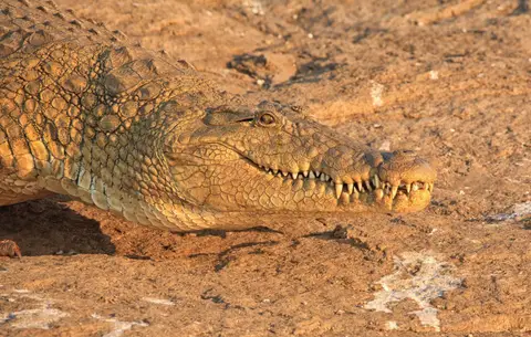 Botswana_Drotzkys_190.jpg