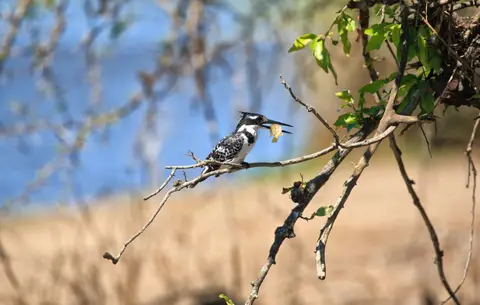 Botswana_Drotzkys_205.jpg