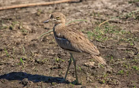 Botswana_Drotzkys_206.jpg