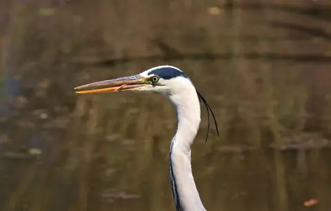 Botswana_Drotzkys_208.jpg