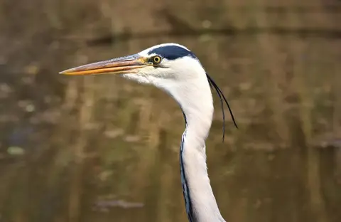 Botswana_Drotzkys_211.jpg