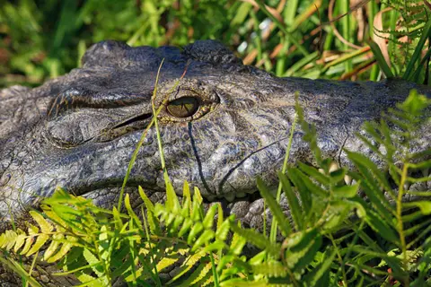 Botswana_Drotzkys_223.jpg