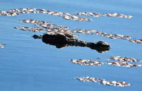 Botswana_Drotzkys_238.jpg