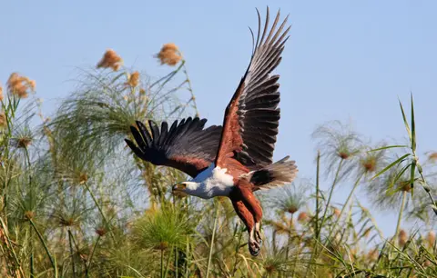 Botswana_Drotzkys_244.jpg