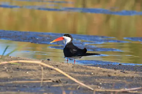 Botswana_Drotzkys_261.jpg
