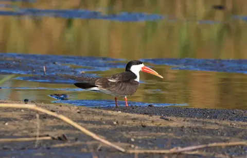 Botswana_Drotzkys_262.jpg