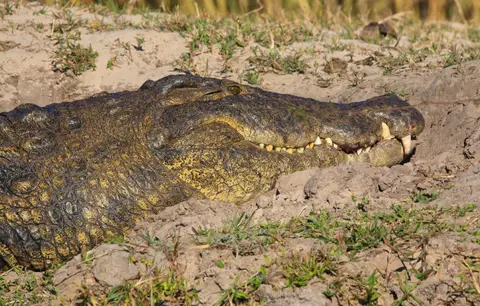 Botswana_Drotzkys_267.jpg