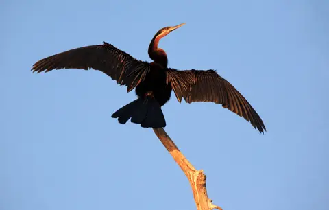 Botswana_Drotzkys_281.jpg