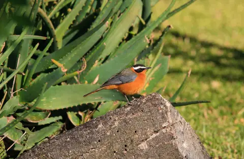 Botswana_Drotzkys_292.jpg