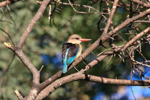 Botswana_Drotzkys_295.jpg