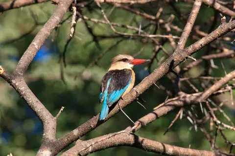 Botswana_Drotzkys_296.jpg