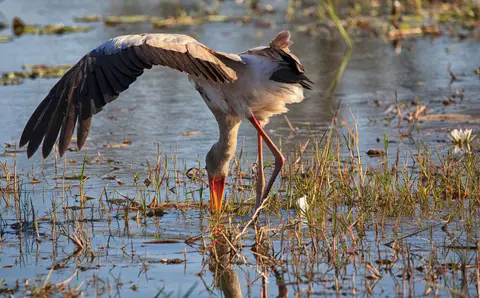 Botswana_KhwaiRiver_054.jpg