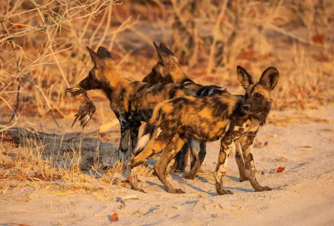 Botswana_Khwai_013.jpg