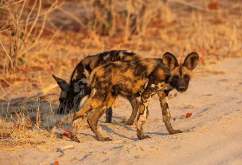 Botswana_Khwai_015.jpg
