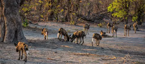 Botswana_Khwai_026.jpg