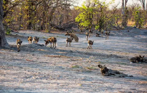 Botswana_Khwai_027.jpg