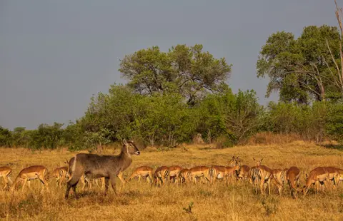 Botswana_Khwai_029.jpg
