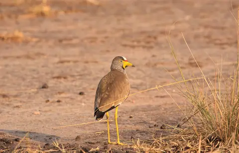 Botswana_Khwai_036.jpg